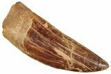 Serrated, Carcharodontosaurus Tooth - Huge Dinosaur Tooth #245447-1